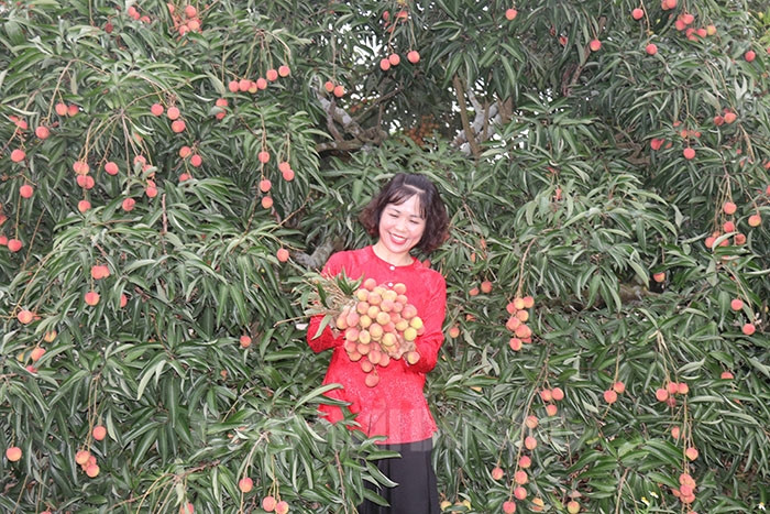[Photos] Picking early lychees in Thanh Ha